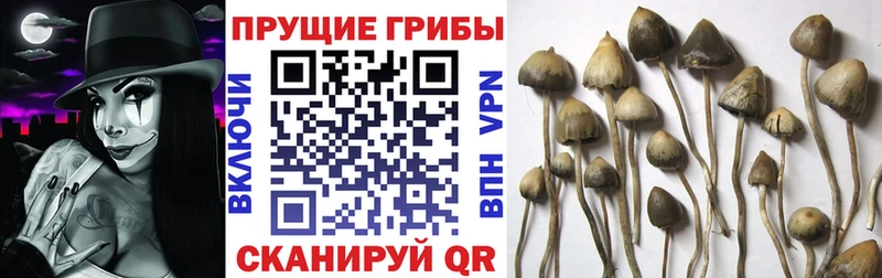 Галлюциногенные грибы MAGIC MUSHROOMS Шахунья
